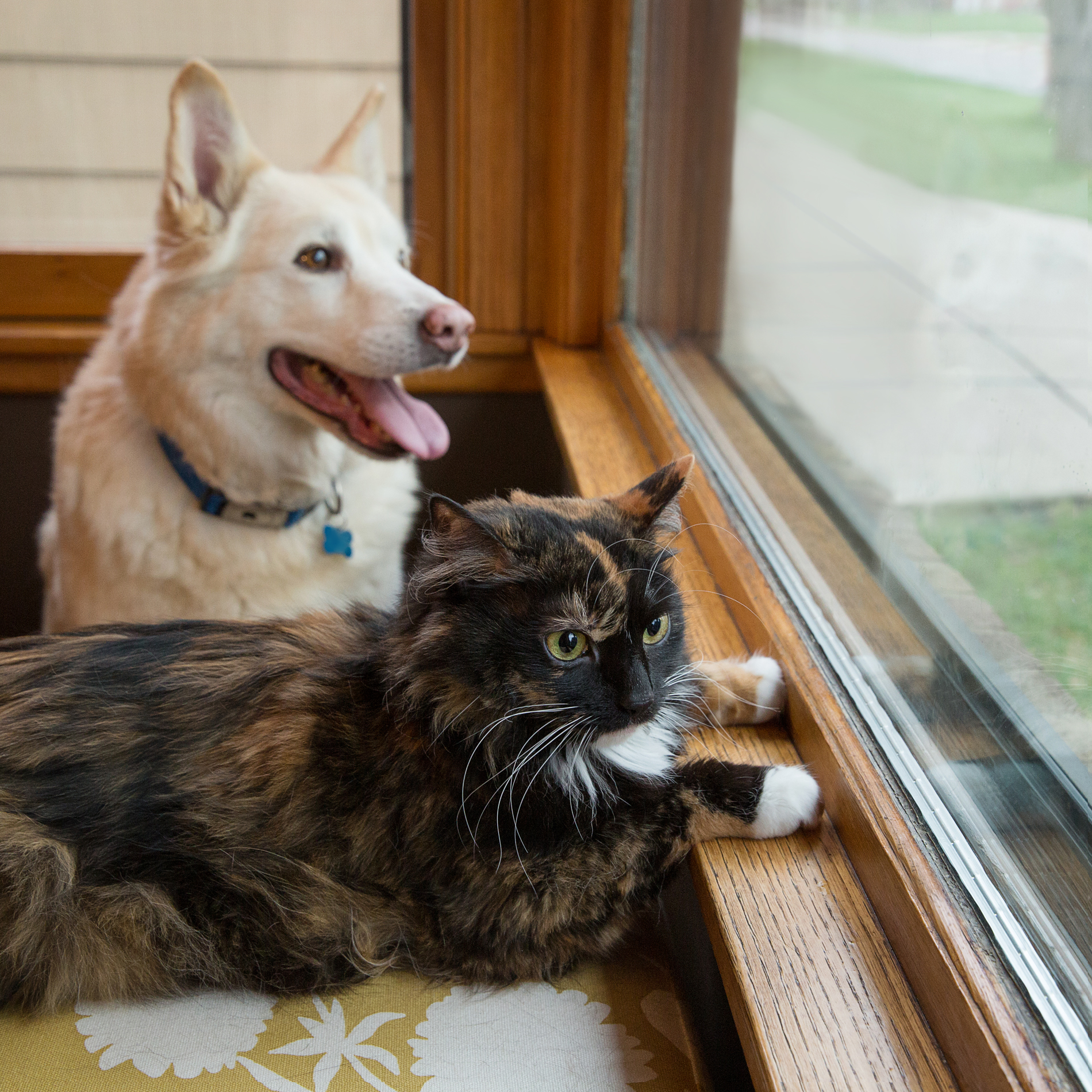 Cat and Dog resting together