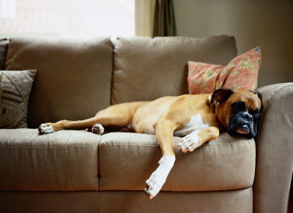 How to Clean Microfiber Couches