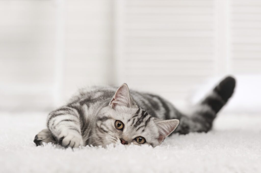 How to Clean Up Cat Vomit and Hairball Stains from Carpet