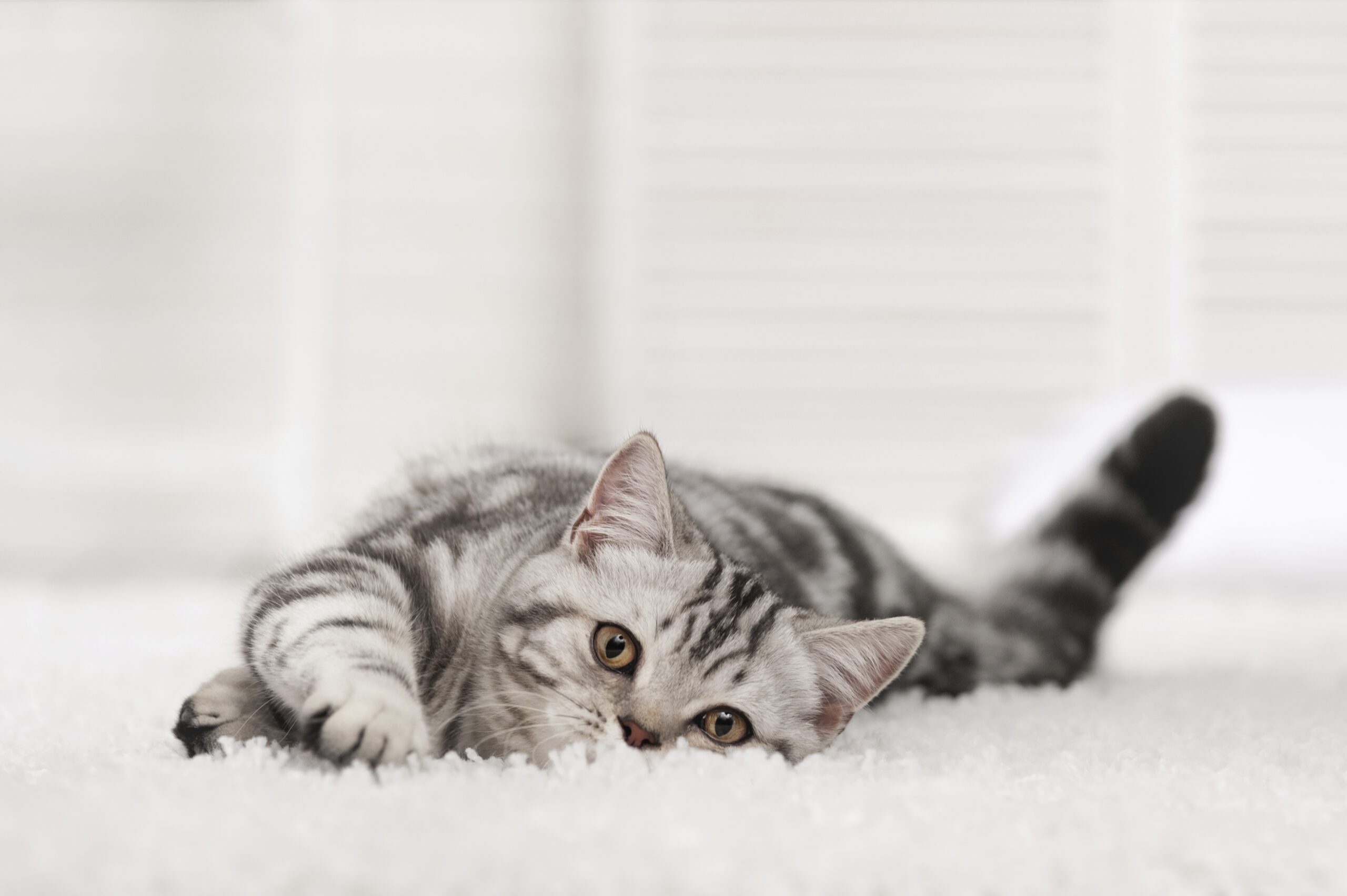 How to Clean Cat Vomit and Hairball Stains from Carpet