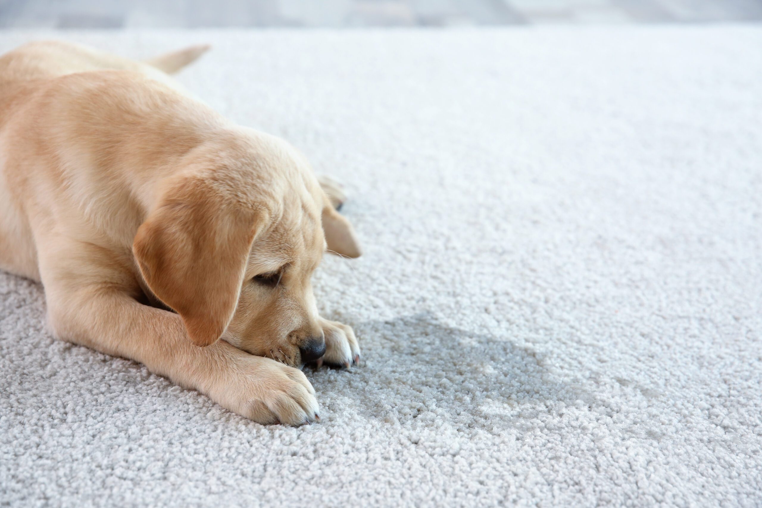 Cute Puppy Lying On Carpet, near wet spot